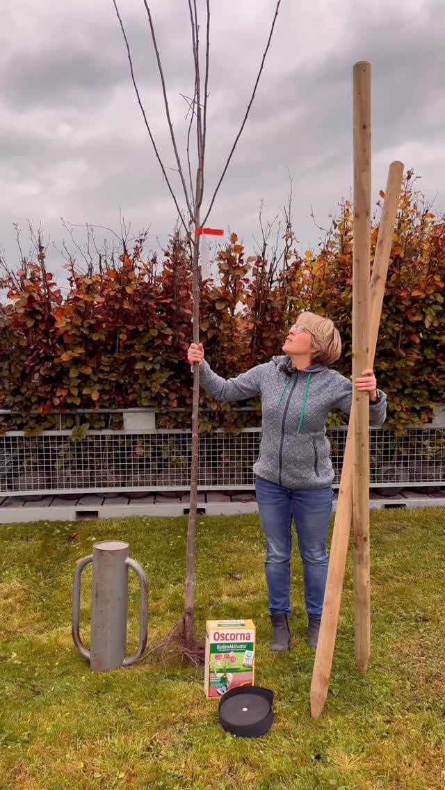 Wie pflanzt man eigentlich einen (Obst-)Baum?🌳
In diesem Video zeigt Nicolas Euch, wie man einen (Obst-)Baum korrekt pflanzt.
Jetzt im Herbst ist die beste Pflanzzeit und zwar von allen Pflanzen.
Wir haben auch viele Obstgehölze vorrätig!
#baumschulenterbrack #baumschule #pflanzenliebe #pflanzen #baumpflanzen #garten #gartenliebe #obstbaum #tutorial