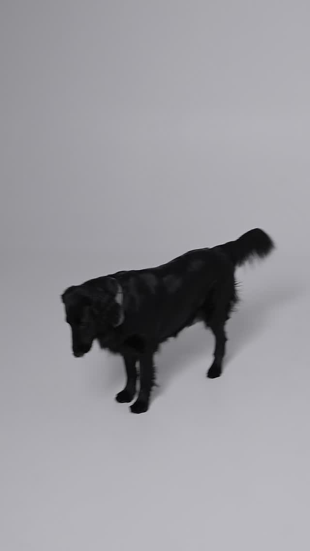 @studio101.lt rengiame įvairias fotosesijas, taip pat studija ir visą įranga nuomojame!
#fotostudijakaune #fotostudija #kaunas #videostudija #fotosesija #laukimas #doglover #blackandwhite