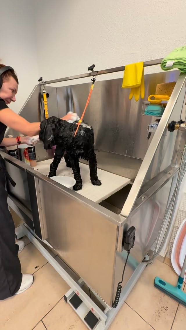 #grooming #luzern #labradoodle