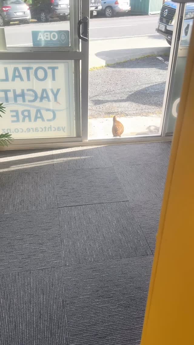 Everyone is always looking for Mike 💁🏻♀️ #bayofislandsnz #totalyachtcare #yachtlife #boatcare #funny