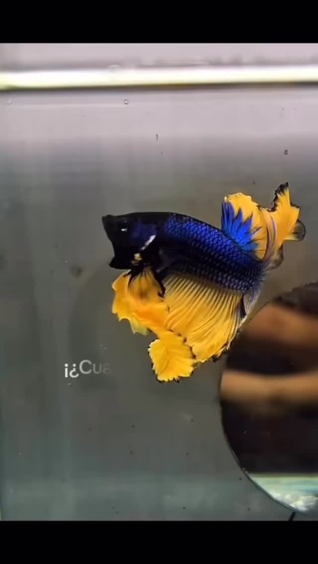 Cuantas combinaciones podría tener el pez betta? #pezbetta #mascotas #betta #bettafish
#bettas