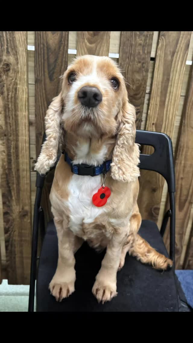 Remembrance day at Doggy Daycare
...remembering and commemorating the animals that have served and died in conflicts. 🐕🐈🐎🐦⬛