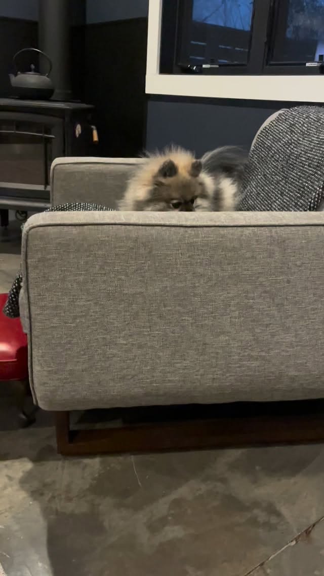 A dental exam or an aggressive game of “give me the cookie”??????