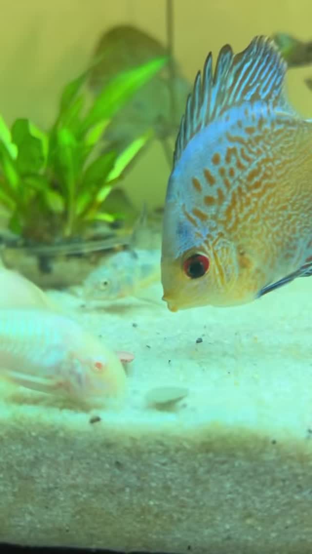 Por qué los peces de acuario siempre tienen hambre? #acuarios
#mascotas #aninales
#curiosidades #pecesdeacuario