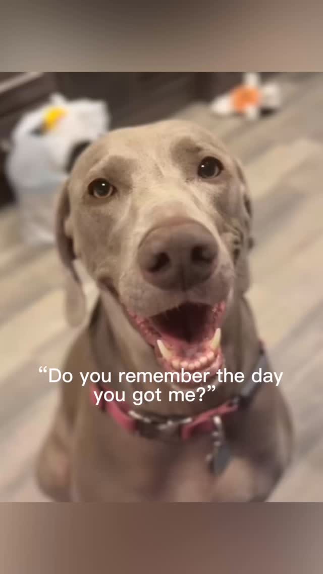 do you remember the day you brought your fur baby home?Join us at DOGAROOO — the Ultimate Dog Convention! 🐾🐕🐩
Mark your calendars 🗓️ March 6–7, 2027 at the @pasadena_conventioncenter in Pasadena, CA! This is the can’t-miss event for dog lovers everywhere. 🐶✨
Here’s what you & your pup can look forward to:
✨ Vendors & Sponsors with treats, toys, food & must-have products
🎓 Meet & learn from some of the world’s top dog trainers
🏡 On-site adoption area in partnership with local shelters ❤️
👑 Dog costume contest + “Best in Show” competition
🌳 Dog park, pet games, dog art, fashion and fun for the whole family
Our mission at Dogarooo Convention is simple: create the ultimate experience for dog owners while helping pups across California find their forever homes. 🐾
🐕💼 Interested in sponsoring or booking a booth? Email us through the link in our bio today!
📍 Pasadena Convention Center
📅 March 6–7, 2027
#Dogarooo #DogConvention #pasadenadogs #DogParents #DogsOfInstagram #amazonpets #amazondogs #convention #conventions #rescuedogsofinstagram #dogevent #dogreels #doginfluencer #doginfluencers #doginfluencersofinstagram #dogtoysofinstagram #petexpo #funnydogvideos #dogtraining #dogtrainers #dogtreat #funnydogs #funnydog #losangelesdogs #weimmoments #doginfluencersofinstagram #funnydogreels #weimaraners #weimaraner #weimsofinstagram #weimaddict #weimaraner