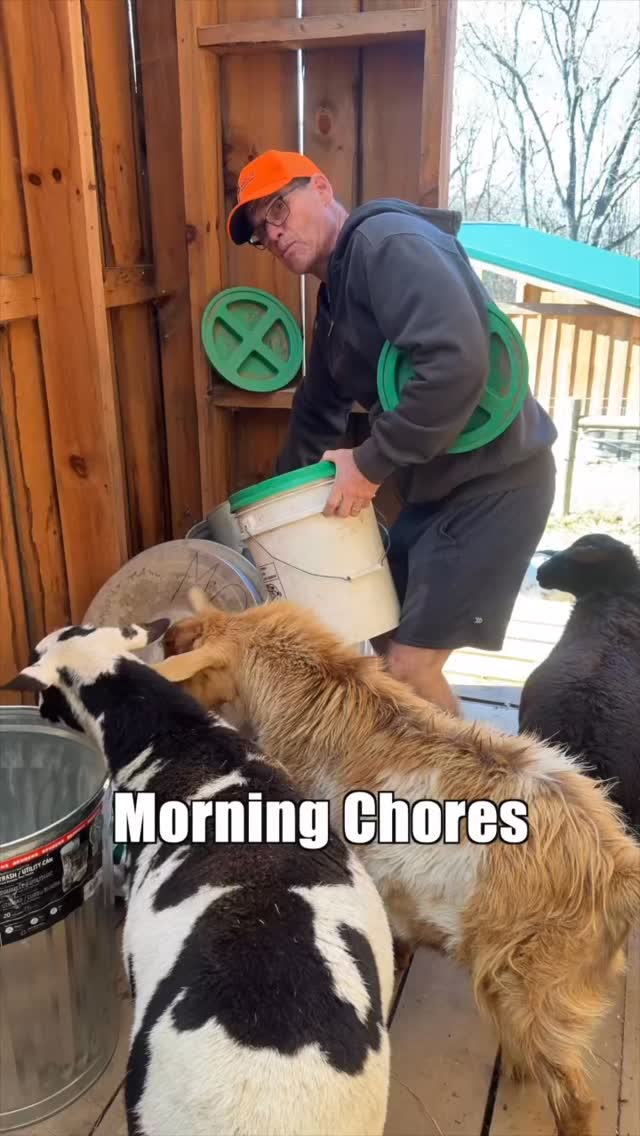 Morning chores on the homestead
🐐🐑🐓🐖 🐮
#farm #homestead #animal #farmlifebestlife #babyanimals #farmlife #farmanimals #animals