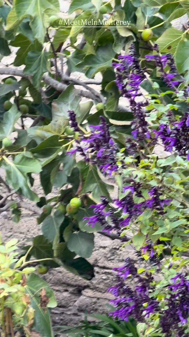 We carefully selected Monterey, California, as the location for World Perfumery Congress 2026 with dream the of inspiring our global fragrance community.
We hope you’ll meet us in Monterey next June as the sunrises on the next chapter of WPC🩵
#MeetMeinMonterey #WPC2026