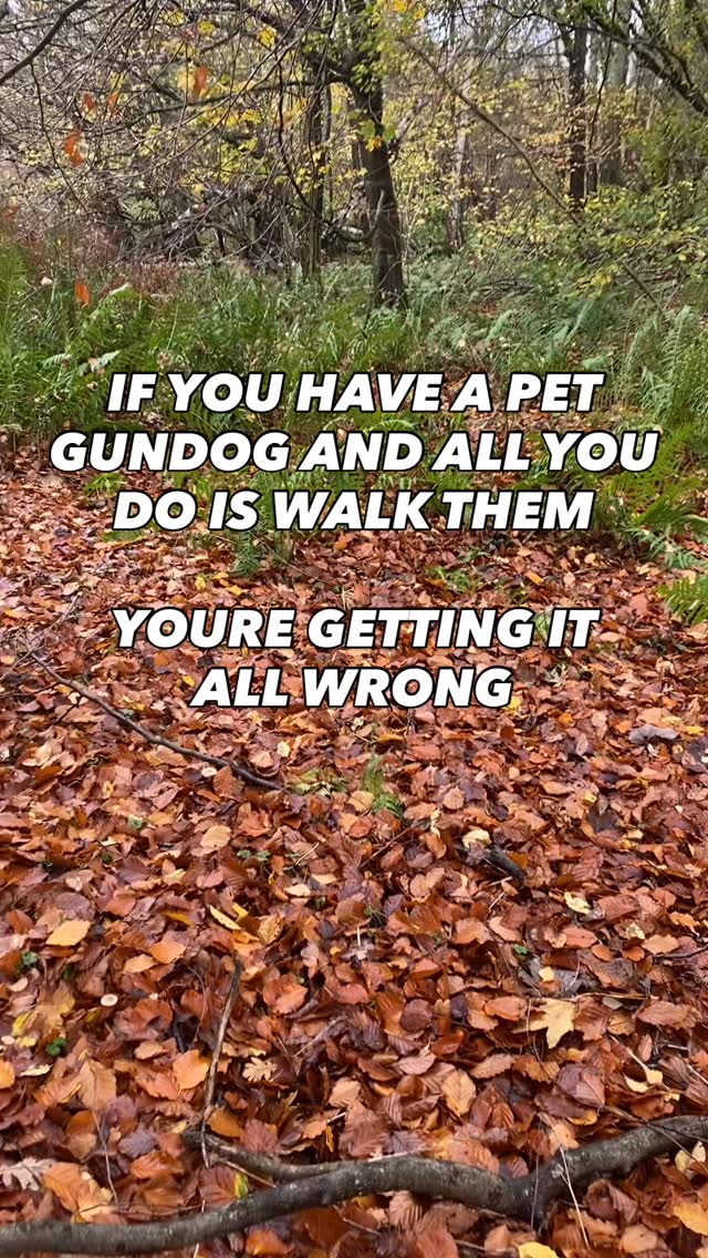 A working breed dog doesn’t want a walk
They want to work
They need a job
If you don’t give them one, they will find their own
Get your pet Gundog to work on your walks
Turn things into games so they have to interact with you
Simple retrieve games
Stopping like in the video, throwing a ball into the bushes
Letting them sniff it out and bring it back
This will be the most tiring part of their walk
It will build a solid bond between you and the dog
It will also like in this video build solid engagement
He is looking at me, acknowledging that I tell him when to go get the ball
You want your dog to look to you for guidance and this is one way of building that
Need help training your dog?
Pop us a dm and let’s chat
#chalfontstpeter #chalfontstgiles #gerrardscross #dogwalking #dogwalker🚶🏻♂️🦮💨 #seergreen #beaconsfield #dogtrainer #dogtraining