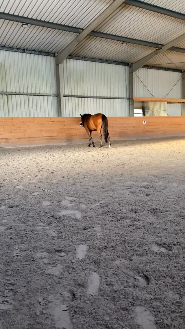 (Werbung) 📽️ Den kompletten Vortrag findest du über den Link direkt hier in den Kommentaren und in meiner Insta-Bio kostenlos zum anschauen auf YouTube.
Wusstest du, dass du deinem Pferd theoretisch bis zu 500 g Leinsamen am Tag füttern kannst – und es keinen entscheidenden Unterschied macht, ob du goldene oder braune verwendest? In meinem neuen Online-Vortrag verrate ich dir nicht nur genau das, sondern noch viel mehr rund um die Fütterung, Wirkung und Sicherheit von Leinsamen in der Pferdeernährung. Du erfährst, wie es mit dem Blausäuregehalt aussieht, ob Pferde wirklich gefährdet sind, welche Varianten es gibt und wie du Leinsamen sinnvoll im Stall einsetzen kannst.
Zusätzlich habe ich nun alle Skripte zur Naturnah-Serie fertig. Du findest sie auf meiner Website und kannst sie dir dort inklusive Inhaltsverzeichnis und einem kleinen Einblick ins Buch ansehen.
Dort findest du ab jetzt
🌰🥜Samen-Sammelsurium
🥕Wurzel-Wirrwarr
🍓🫐Beeren-Bibliothek
🌲🌳Rinden-Register
✨ Und das Beste: Wenn du alle vier Skripte gemeinsam in den Warenkorb legst, bekommst du automatisch eins davon gratis dazu.
Wenn du noch Fragen hast – zum Vortrag, zu Leinsamen oder zur Fütterung allgemein – dann schreib sie mir einfach in die Kommentare. Ich beantworte sie dir gerne 🌿🐴
(Werbung)