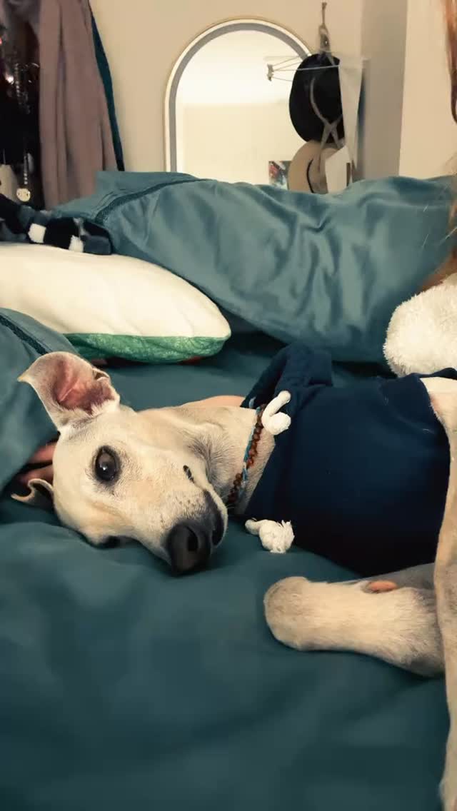 Because self-care sometimes means serenading your dog at full volume. Zero approves 🎤🐶💜
(No doggie ear drums were harmed in the making of this video, he’s used to my singing now anyways🤭)
#dogtherapy #beautybusiness #hawthornebeautysalon #brisbanebeautytherapist #gettoknowme #taylorswift #fyp #trend #iggy #italiangreyhoundsofinstagram