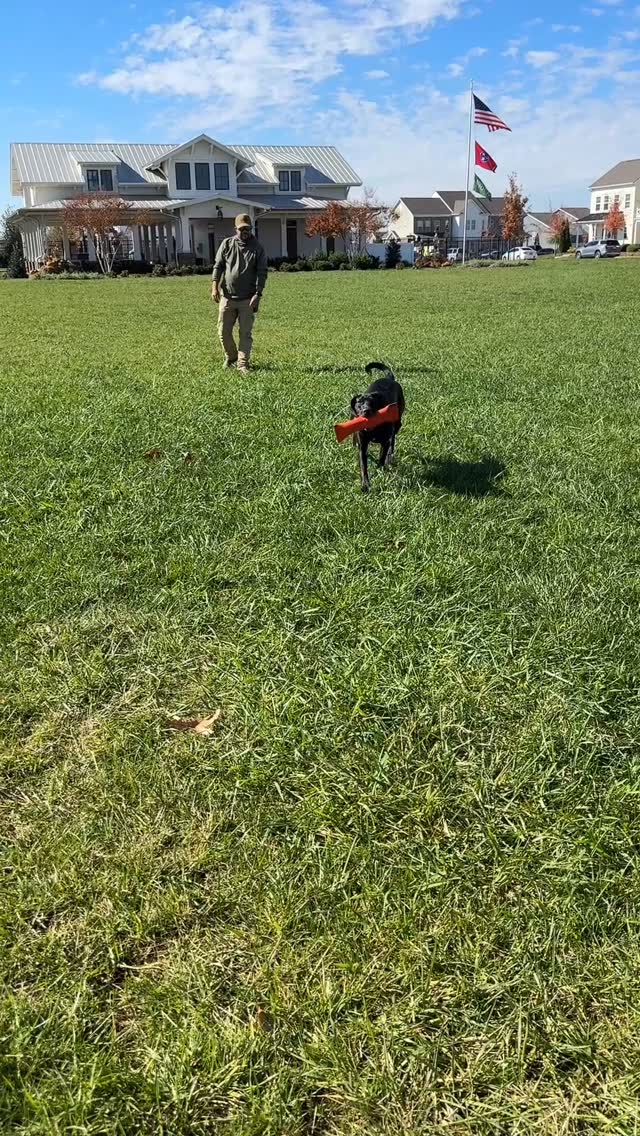 Amelia (Millie) the Plott Hound is doing absolutely incredible. We’re going to supplement with some scheduled Drop In Walks from Uncle Matty.
#plotthound #offleash #dogtraining