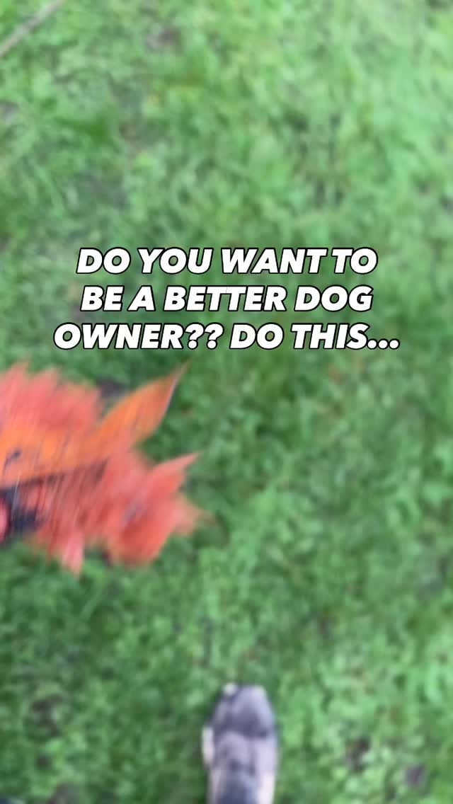 If you want to be the best possible dog owner for your dog
Get off the phone
Play and interact with your dog
Make the walk about them social media and emails can wait until later
The more you engage with them the better your relationship will be
The more satisfied they will be
And the better behaved your dog will be
#chalfontstpeter #chalfontstgiles #gerrardscross #dogwalking #dogwalker🚶🏻♂️🦮💨 #beaconsfield #dogtrainer #dogtraining