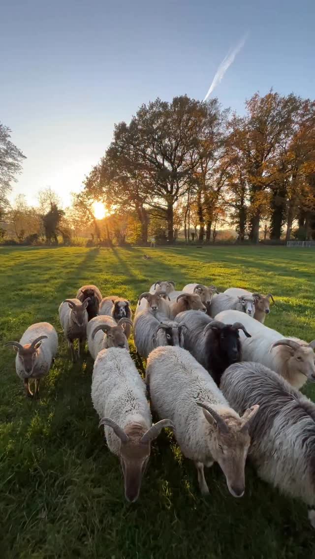 Trainen met benjamin in de herfst zon is echt een droom! Hij is zo’n intelligente en getalenteerde hond. We leren iedere dag beter samenwerken. Brutale schapen vindt hij wel lastig en dan wordt hij onzeker. Nou heb ik nogal wat brutale schapen 😛, vooral voor de workshop schrapen drijven van Schaapfulness 🐑. Wat dat betreft kunnen we onze lol op en hebben we nog wel wat te oefenen. Als ik hem ondersteun op spannende momenten zie ik dat hij heel snel zijn kracht hervindt en op die manier hoop ik zijn zelfvertrouwen wat te laten groeien in dit soort situaties. Ik ben nu al enorm trots op wat we samen bereiken en dankbaar voor deze mooie nieuwe reis die we met elkaar aangaan. 🙏🐾
#schapendrijven