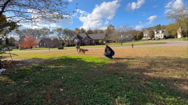Lesson 5 with Cleo & Kim. I have to take a sec to brag on Miss Kim who Mila and I met at the park. When I heard about Cleo’s issues, I heard a story that I had heard a million times before. A rescue pittie with a questionable background who was afraid of a lot of things and had been prevented from interacting with humans because of her reactive-looking behavior, thus making her more reactive. Cleo is not reactive or aggressive. She just needed to be built up! Kim decided to leave the baggage of the past in the past and focus on freedom & play. Keep it simple! Now we have a really solid foundation to work on all the great obedience stuff super easy! We just posted this full session on YouTube, but you should compare it to lesson 1.
#rescuedog #pitbull #caninerehab
