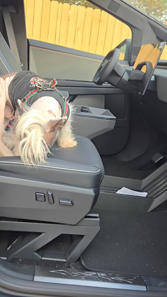 ROCKY READY TO PLAY !
@ittybitttys_rockstar
#ittybittykennels #frenchbulldog #frenchbulldogsofinstagram #frenchielove #frenchie #frenchiesociety #frenchielife #Rockyroad