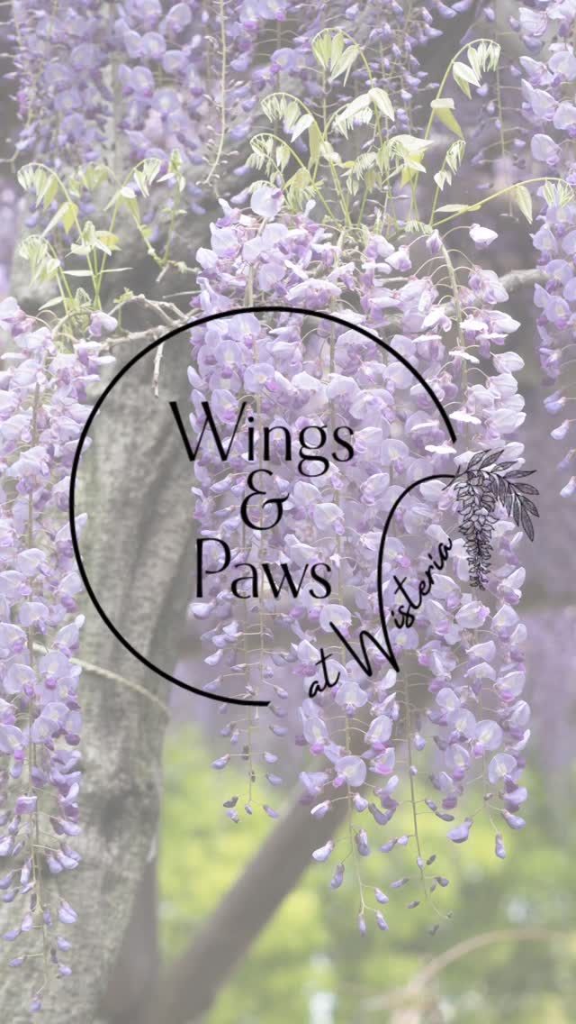 It's a goodbye and thank you from me...and a hello and welcome from Jess! Please follow her and her journey @wings_and_paws_at_pippin she will have Call Ducks next year (2026) and her etsy store for the perfect personalised Christmas presents! Link in her bio.
#goodbye #hello #newbeginnings #personalised #bespoke #gifts #etsyuk #christmasgifts🎁 #christmas #callducks #callducksofinstagram