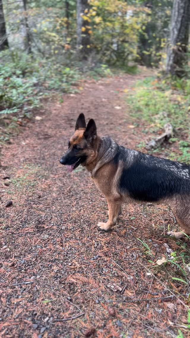 Maggie and I had a wonderful walk. I feel so blessed to live in such a beautiful place.