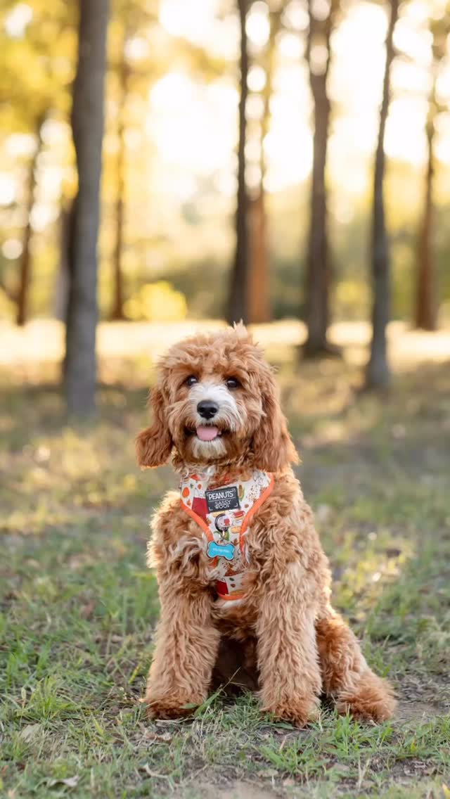 Because every family member deserves to be photographed… even the furry ones 🐾