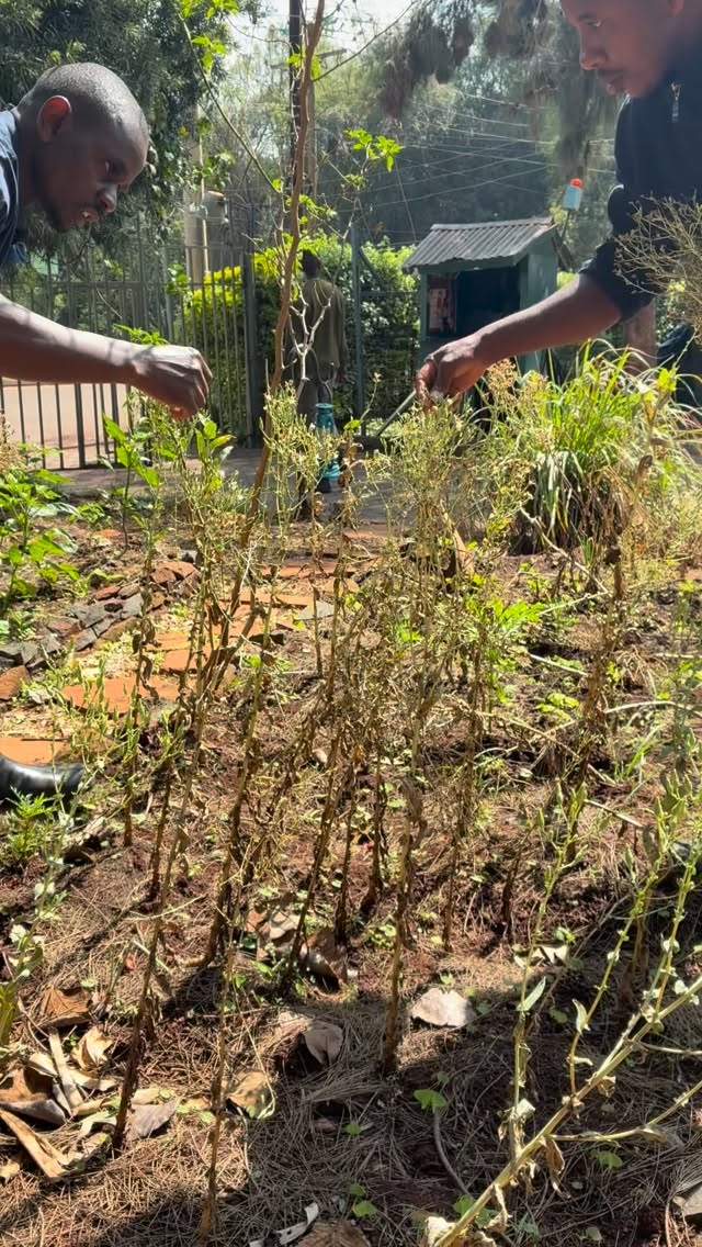 Back to work after a much needed pause, bringing new energy. We are back at Shamba Cafe to continue working with their staff and help re-design all of their edible gardens! Watch this space 🌾🌿💦🪻🙌