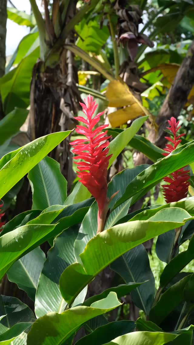 Are you about to run a retreat in Bali and looking for the perfect catering company to nourish your guests?
We create fresh, wholesome, flavour packed menus designed to support every moment of your retreat, from sunrise sessions to evening wind downs.
Beautiful food, calming energy, and dishes your guests will still be talking about long after checkout.
#thekitchenhouse #baliretreat #retreatcatering #testimonial #balicatering #catering #bali #balipilates