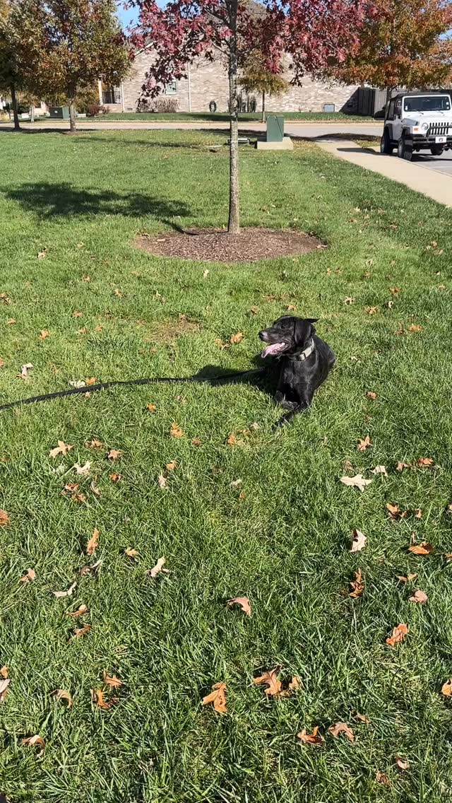 It’s not complicated. It’s not magical. You can do it. Whatever your Dog Trainer is telling you to do, make sure that it’s real.
#Reactivity #DogTraining #TheRealReal #PlottHound