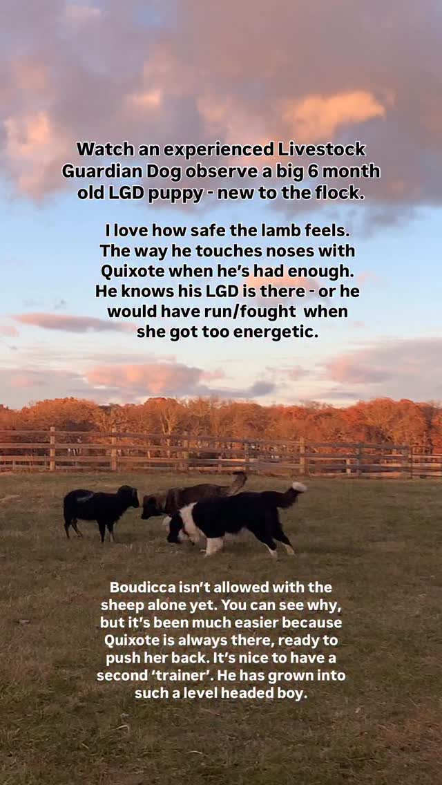 The autumn light glowed on this little scene. Let me explain why it makes me so happy!
1. When Quixote arrived at 12 weeks, the sheep were terrible to him. He did everything right. He was calm, moved slowly, was submissive to them, averted his eyes to make them feel non-threatened. He’d grown up in a sheep barn, but the Icelandics were different. They wanted nothing to do with him & had horns.
2. It took years to gain the trust this lamb exhibits- a continuous journey as Quixote had to win new, dog adverse sheep over each time.
3. Seeing Quixote & Boudicca together still feels like a gift. I was so excited to bring home his new partner. Q was guarding alone & it was taking a toll. He’s a very conscientious dog with a higher desire to please than most LGDs I have known. He was worn thin & I was SO excited to bring home a female puppy to be his helpmate.
4. Q detested her. That word is not strong enough. He would morph into Kujo at the very sight of her. I tried everything, but it became apparent I had to protect my puppy. It was highly stressful. After a couple nasty interactions, it took the wind out of my sails..
Fast forward 2 months.
Now you understand my happiness! Like so many moments on our farm, they’re not just a picturesque capture, but a series of all the steps, some hard, sad, or disappointing, that got us here!
It’s so important to acknowledge that in the journey! I used to see perfect pictures of LGDs & think how?? What am I, or my dog, doing wrong?? Yet like everything on a farm, it’s a complex puzzle of moving parts: animal & human. It takes time & consistency. LGDs are one of the most challenging & rewarding pieces of the puzzle. Definitely not to be taken lightly.
Last night, the coyotes came back & these dogs made their presence known; kept their flock safe. Boo isn’t allowed to be free with the sheep yet, but she’ll get there. She’s young. It took years, with a lot of one step forward, one step back, but these moments make it all worthwhile ♥️
#livestockguardiandog #karakachandog #homesteadliving #icelandicsheep #homestead #sheep #armeniangampr #farmdogsofinstagram