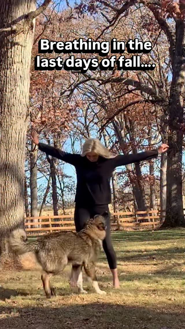 Dancing with Boudicca under the oaks is my new favorite past time. Anyone else savoring every last warm moment of Autumn… 🍂
#livestockguardiandog #doglover #homesteadliving #autumn #armeniangampr