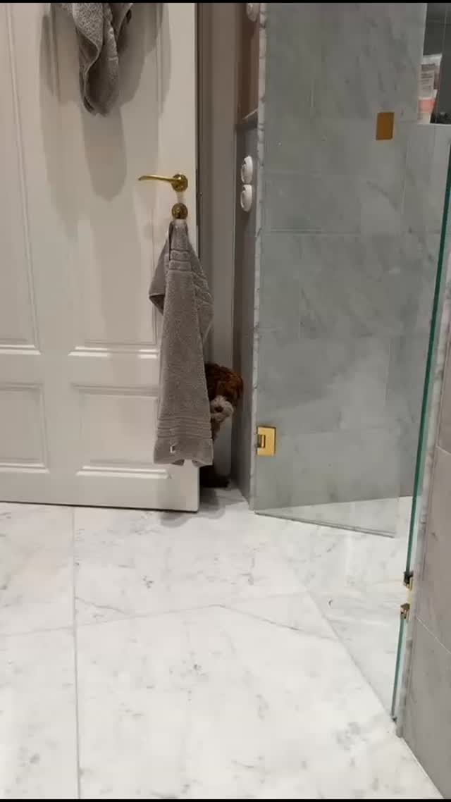 An Australian Labradoodle is the perfect companion 👀🤭
Jack valp efter Sandii och Vigo
#mydogisawaladog #australianlabradoodle #solslabradoodle #labradoodle