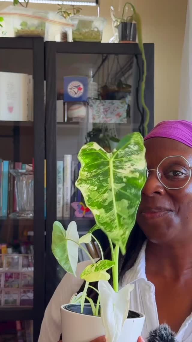Plant hobbyists be like: “My Alocasia frydek deserves a full photo shoot…and mood board.”
#AlocasiaFrydek