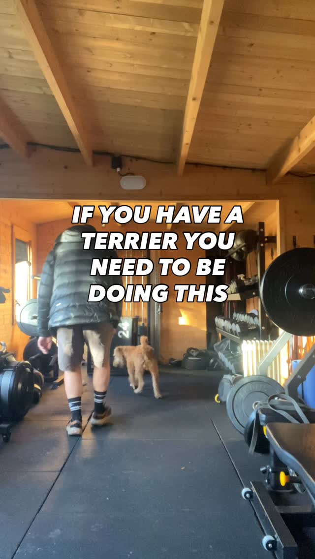 Start playing with them
Using things like a flirt pole, make it move like a rodent
10 mins of this will be more stimulating then a long walk
They are bred to work, work them
Watch their behaviour improve, their engagement and your bond
#chalfontstpeter #chalfontstgiles #gerrardscross #dogwalking #dogwalker🚶🏻♂️🦮💨 #beaconsfield #dogtrainer #dogtraining