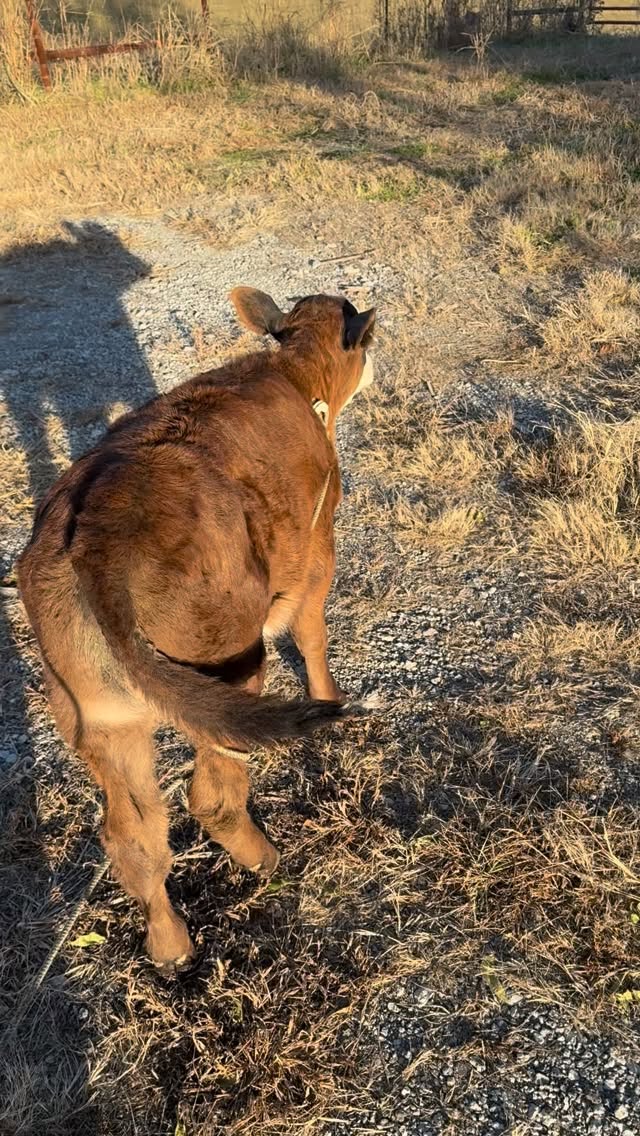 POV: your “dog” says moo 🐮🐾
#FarmReels #RanchLife #CattleRanch #CalfLove #FarmHumor #AgTikTok #FarmTok #CountryLiving #FarmLife #LoghryCattleCo #RanchersOfInstagram #FarmContent #MissouriCattle #BeefCattle #CountryVibes