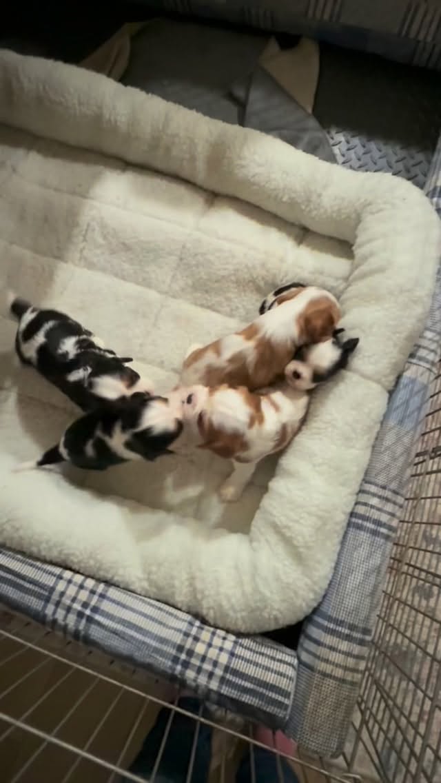 The puppies have a real future in WWE 🤼♂️ 💪