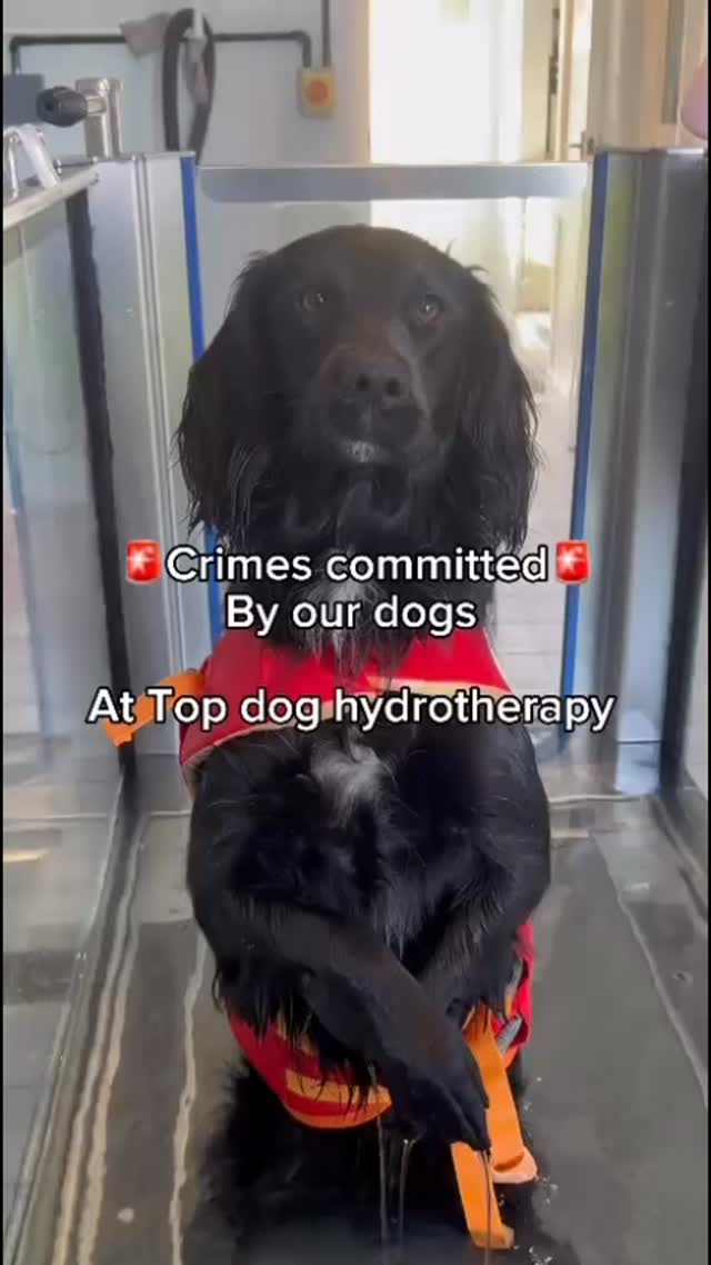 🐾🚨 Paws and Order: Episode 2 🚨🐾 Today’s charges: Attacking the hairdryer, resisting arrest, and being all bark, no bite! 👮♂️🐶 #PawsAndOrder #DogCrimes #AllBarkNoBite #GuiltyAsFluffed