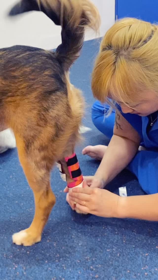 How a human physiotherapy foundation elevates animal rehabilitation.
Rehabilitation is more than exercise. It is assessment, clinical reasoning, and skilled manual techniques shaped by years of hands-on experience.
Animal rehabilitation draws deeply from human physiotherapy research. That foundation guides how we analyse movement, prescribe targeted exercises, and restore balance and confidence in the body.
We’ve seen how physiotherapy transforms human recovery — from post-surgery and spinal cord injuries to helping stroke survivors regain independence. That same drive to rebuild movement and dignity now shapes how we care for dogs and cats.
Because meaningful rehab isn’t about tiring the body. It’s about teaching it to move well again!💪🏻
🐾 Breaking barriers. Empowering movement.
Follow @nimblepawsphysio to see how we help pets move better every day.
#nimblepaws #movementmatters #physio #physiolife #dogphysio #caninerehab #sgdogs