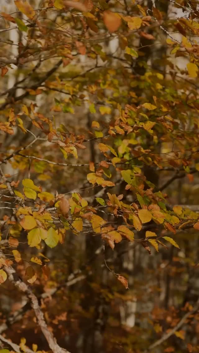 El otoño es una estación perfecta para descubrir la naturaleza!!! Colores espectaculares, temperaturas agradables y un ambiente tranquilo para disfrutar del silencio, la calma y la conexión con el entorno.
