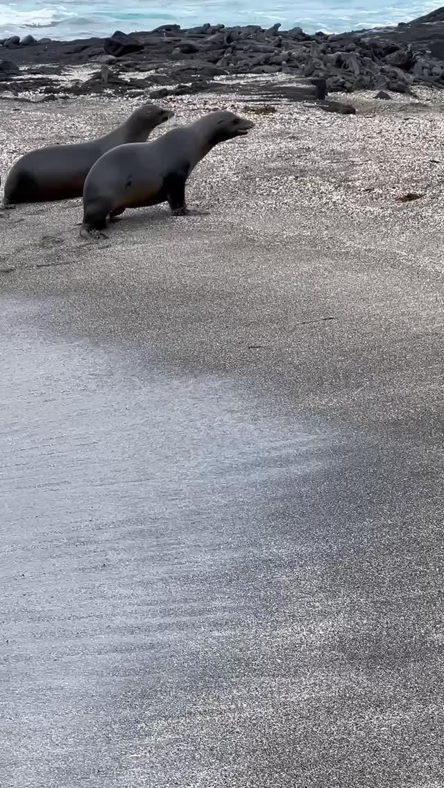 The world feels different when you look at it with curiosity instead of expectations.
Watching the sea lions emerge from the water in the Galápagos felt like stepping into a world that still moves at nature’s pace; free, and full of wonder. There’s something magical about seeing wildlife up close and realizing you’re just a visitor in their home.
Curiosity slows you down. It reminds you to notice the details, the sound of waves against volcanic rock and the playful call sea lions make to each other. In moments like this, you remember that travel isn’t about what you expect to find, it’s about what finds you.
#travelinspi̇ration #galapagosislands #myrooftopstories