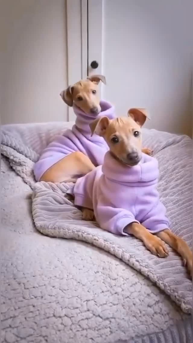 Bailey & Bloom ❤️❤️
Ein riesen Dankeschön für die unglaublich schönen und niedlichen Pullover von #windhundreich ❤️🐕🥰
#italiangreyhound #puppylove #windhundkleidung #breeding #vdhzuchtstätte