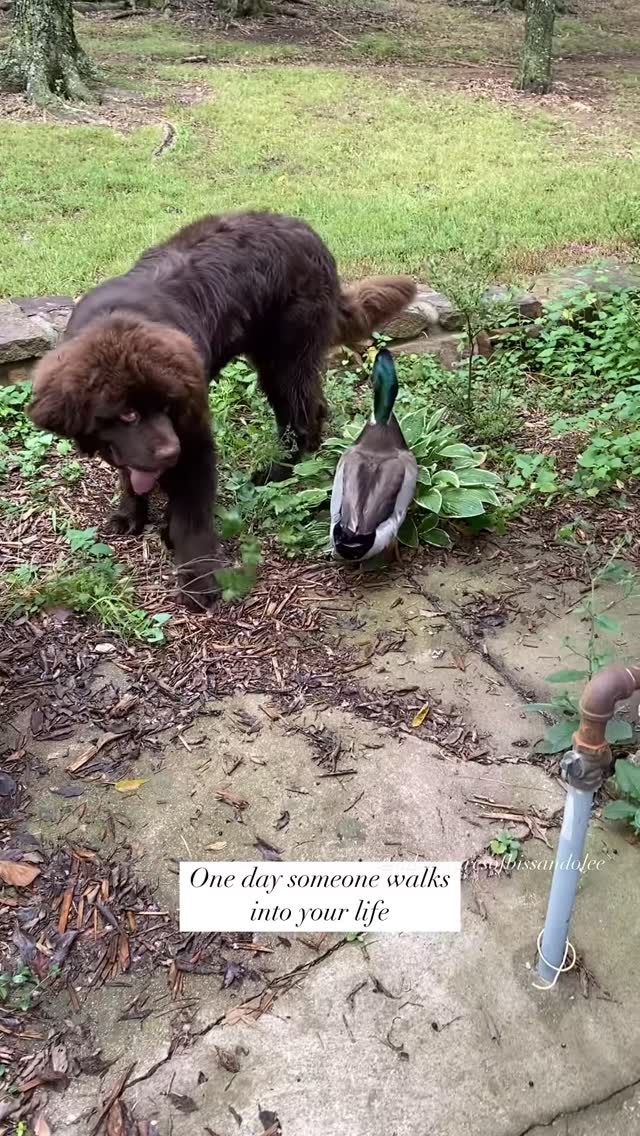 Olaf walked into Sven’s life and never looked back. Such a special friendship ♥️
#sventhenewf #olaftheduck #bestfriends #dog #duck #dogsofinstagram #ducksofinstagram