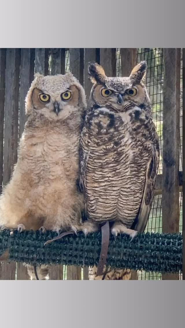 One of the most extraordinary things we witness at WERC is the way owl mothers step into raise orphaned owlets.
Owls have a remarkable instinct-when they hear that familiar baby call they respond with unconditional care. Whether it’s their own chick or a foster they feed, protect and nurture without hesitation. Pictured here is our superstar mom Luna the great horned owl with one of her fosters. #wildlife #werc #greathornedowl horned