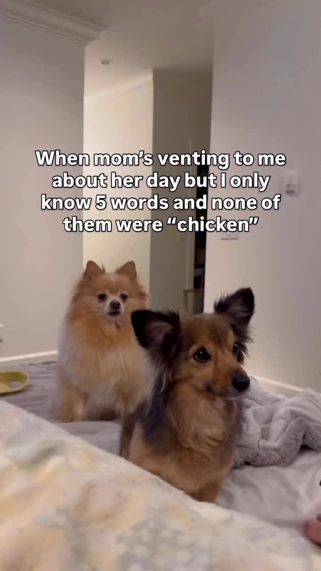 where's the chicken though🤣 @bohbohthepomchi 🐾