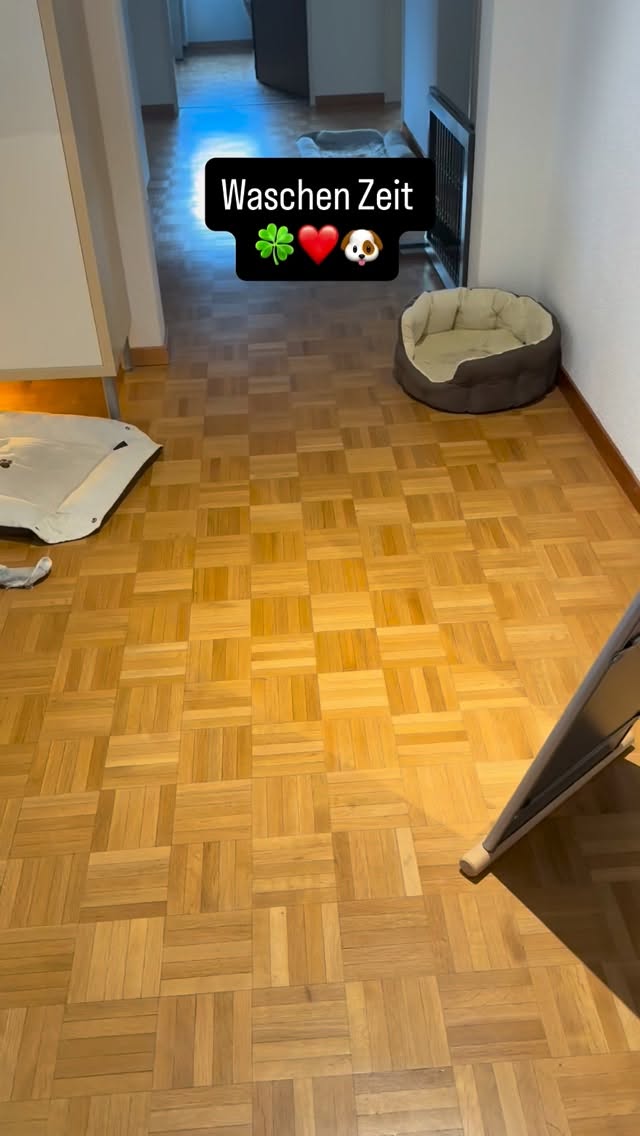 #grooming #hundesalon #maltese #hundesalonluzern #bolonka #pomeranian #maltese #schweiz