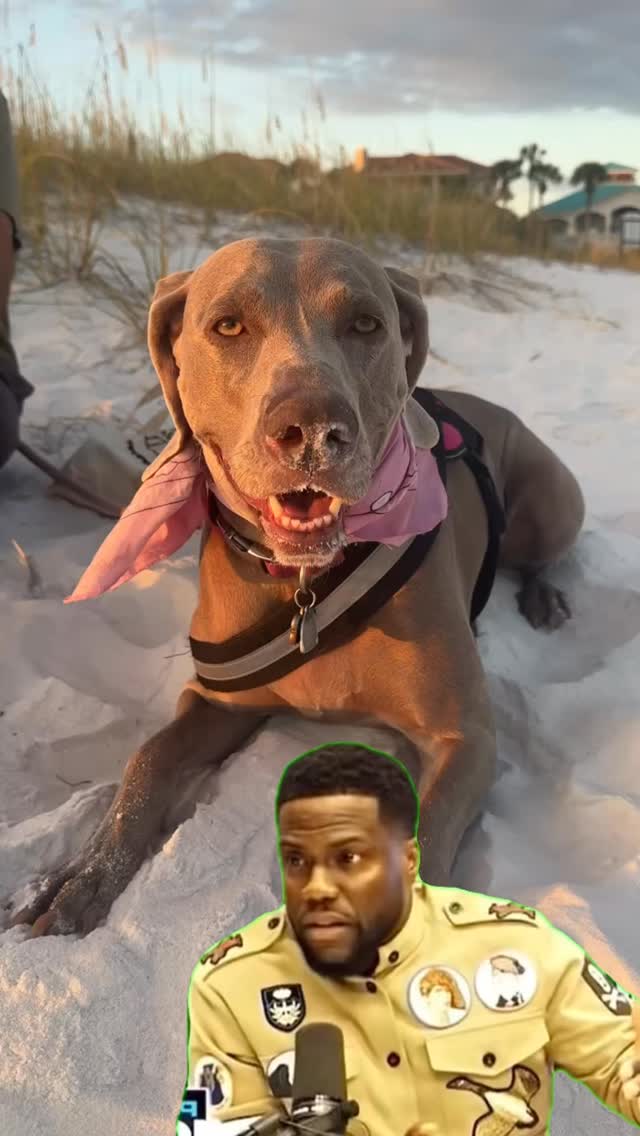 love @kevinhart4real 🤣Join us at DOGAROOO — the Ultimate Dog Convention! 🐾🐕🐩
Mark your calendars 🗓️ March 6–7, 2027 at the @pasadena_conventioncenter in Pasadena, CA! This is the can’t-miss event for dog lovers everywhere. 🐶✨
Here’s what you & your pup can look forward to:
✨ Vendors & Sponsors with treats, toys, food & must-have products
🎓 Meet & learn from some of the world’s top dog trainers
🏡 On-site adoption area in partnership with local shelters ❤️
👑 Dog costume contest + “Best in Show” competition
🌳 Dog park, pet games, dog art, fashion and fun for the whole family
Our mission at Dogarooo Convention is simple: create the ultimate experience for dog owners while helping pups across California find their forever homes. 🐾
🐕💼 Interested in sponsoring or booking a booth? Email us through the link in our bio today!
📍 Pasadena Convention Center
📅 March 6–7, 2027
#Dogarooo #DogConvention #pasadenadogs #DogParents #DogsOfInstagram #amazonpets #amazondogs #convention #conventions #rescuedogsofinstagram #dogevent #dogreels #doginfluencer #doginfluencers #doginfluencersofinstagram #dogtoysofinstagram #petexpo #funnydogvideos #dogtraining #dogtrainers #dogtreat #funnydogs #funnydog #losangelesdogs #weimmoments #doginfluencersofinstagram #funnydogreels #weimaraners #weimaraner #weimsofinstagram #weimaddict #weimaraner
