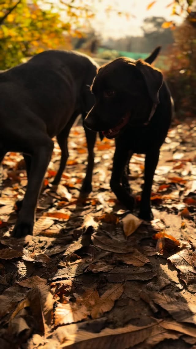 Recent daycare diaries 🐕✨
#duncansdoggydaycare #ddd #duncans #duncansdogco #woof #daycare #doglovers #doggydaycare #doglife #dog #doggydaycareuk #dogdaycare #dogoftheday #doglover #doggo #surreydogs #london #londondogs #surrey