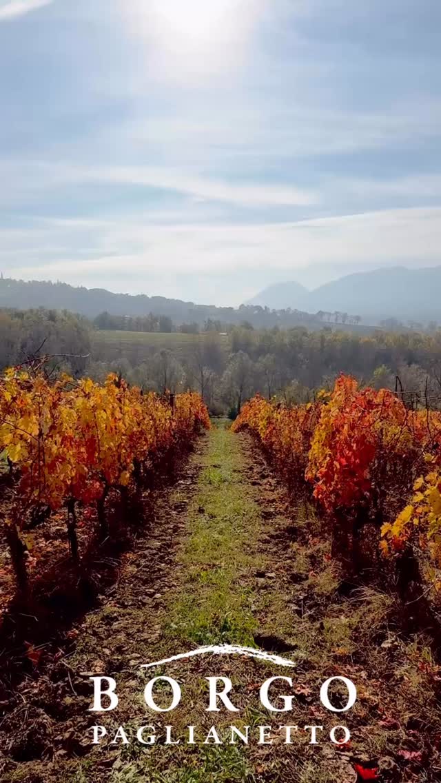 Buon San Martino! 🍇🍷✨
In questo giorno speciale, in cui “ogni mosto diventa vino”,
brindiamo alla vita che fermenta, alle promesse che maturano
e alle gioie che frizzano come un sorso giovane e spumeggiante.
Che San Martino porti calore, sorrisi e buon vino nei cuori! 🥂🍁
Happy Saint Martin’s Day! 🍇🍷✨
On this special day, when “every must becomes wine,”
let’s raise a glass to life fermenting, to hopes ripening,
and to joys sparkling like a young, lively sip.
May Saint Martin bring warmth, smiles, and good wine to your heart! 🥂🍁
#borgopaglianetto #verdicchiodimatelica #siamofivi #italianwine #winelovers #matelica #verdicchio #marche #madeinitaly