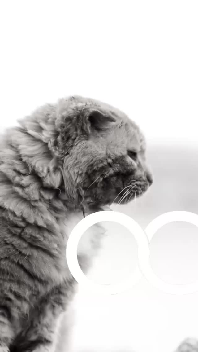 Cremazione Animali d’Affezione: un ultimo gesto d’amore per chi è stato famiglia.
Un addio che diventa memoria ❤️
La cremazione permette di vivere l’ultimo saluto in modo intimo, evitando procedure impersonali e dando valore al legame unico che si è costruito negli anni.
È un gesto che parla di cura, gratitudine e rispetto.
Come funziona:
1. Ritiro a domicilio o dal veterinario
2. Cremazione singola o collettiva
3. video della cremazione, consegna dell’urna con certificate di avvenuta cremazione
4. Possibilità di scegliere urne personalizzate, oggetti commemorativi, incisioni e piccoli memoriali.
Perché affidarsi a un servizio professionale?
• procedure conformi alla normativa,
• tracciabilità,
• massimo rispetto del tuo animale,
• supporto umano in un momento difficile.
Per info contattateci.
#animali #animalidomestici #cremazione #Roma #organizzazionecattolica