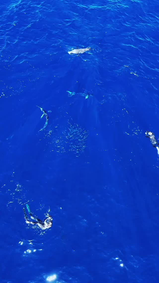 Mag Bay en su máximo nivel.
Una bola de sardina estallando en movimiento, un marlin rayado entrando con precisión, un lobo marino cazando del otro lado… y tú ahí, nadando en medio de la acción real del Pacífico.
Así se vive nuestra Expedición de Bolas de Carnada, una experiencia única en México donde cada segundo es impredecible y lleno de adrenalina.
Si quieres vivir esto tú también, reserva tu lugar. Octubre a diciembre—temporada corta, cupos limitados.
🌐www.murillosbrosadven-tours.com
📩 murillosbros@gmail.com
#SardineRunMexico #BolasDeCarnada #MagBay #MarlinRun #OceanAdventure #WildOcean #MarineLife #UnderwaterWorld #FreedivingLife #EpicNature #PacificMagic #NatureLovers #VisitBajaSur #BahiaMagdalena #SnorkelAdventure #OceanVibes #EcoTourismMexico #ExploreBaja #MurillosBrosAdventours #WildlifeExperience