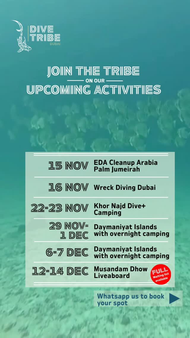 Join the Tribe for our upcoming activities! Reach out on Whatsapp to find out more!