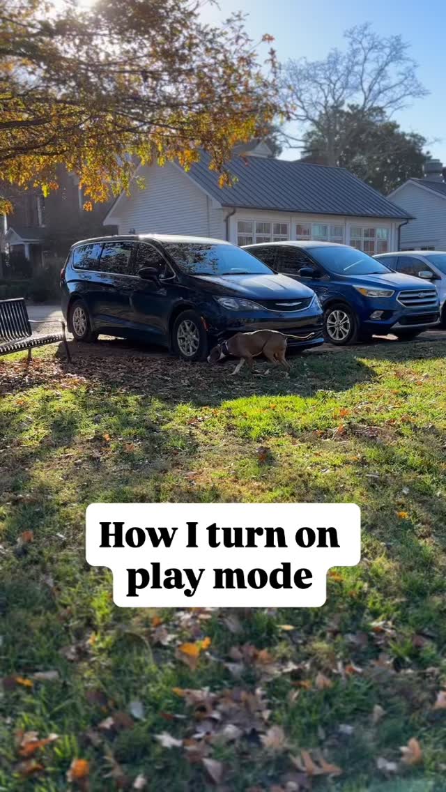 It’s not hard. Just do things the same way each time and the dog will learn. Not complicated.
Right after our play session, we did some obedience work, which we RARELY do, but Mila stopped short because there was a little boy she wanted to say hello to.
She laid down as the little two or three years old reached out gently toward her. And she just raised her nose to his hand and let him just coexist for a second.
As I get older and realize that these moments are sacred and numbered, I started bawling my eyes out. Thank you to the momma with her kids who was so respectful.
Just a reminder the most memorable moments are not the ones you captured on video.