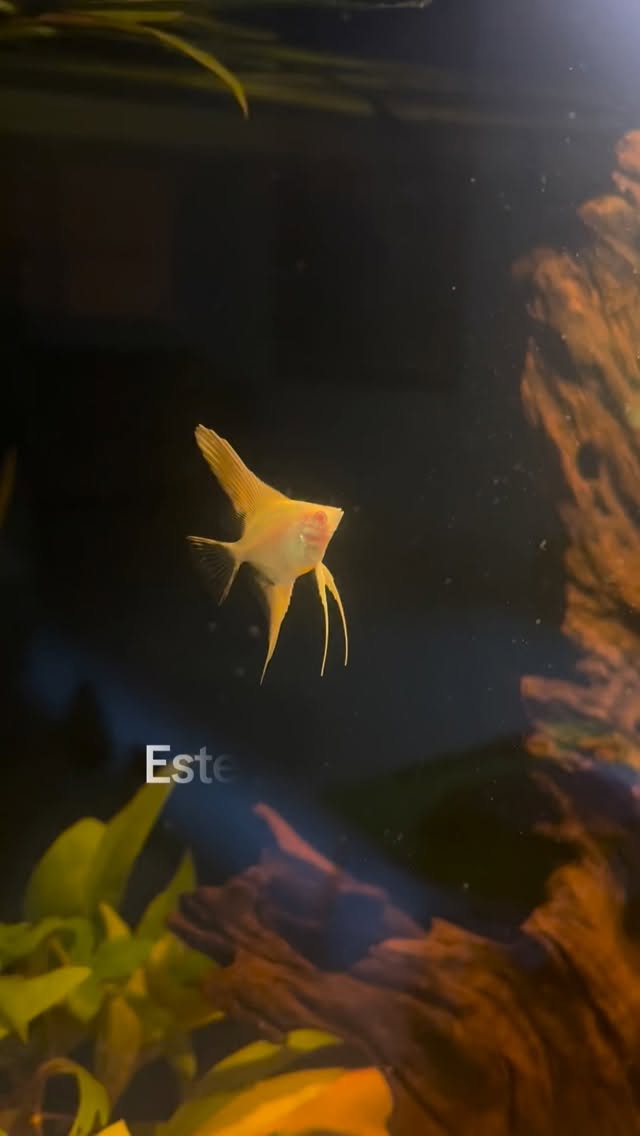 El es el escalar albino chancleta. Un hermoso ejemplar solitario. #escalar #pezescalar #altum #mascotas #pecesdeacuario