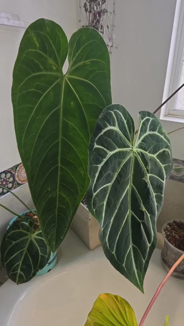 we spoke in my live this morning about my queens newest leaf so had to share! these are the newest 2 leaves on these Anthuriums! these are also the only 2 non crosses i have!
#thehenandthechick #smallbusiness #greenhouse #plants #tropicalplants #anthurium